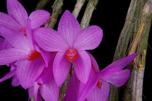 Dendrobium glomeratum Huntington's Cascade AM/AOS 80 pts.